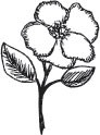 Dogwood (1298d)