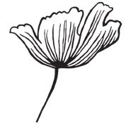 Tulip (1375g)