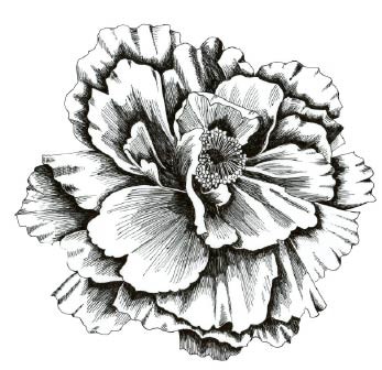 5579k - pen and ink peony rubber stamp