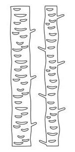 Tall Birch Trees Die (10124)