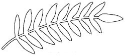 Fern Die (10181)