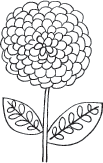 Spring Zinnia (1139f)