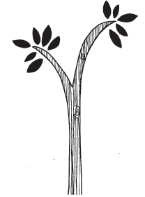 Wood Grain Tree Branch (1151j)
