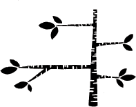 Birch Branch (1185g)
