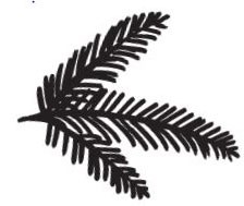 Pine Branch (1386f)