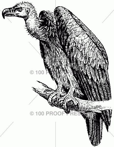 100 Proof Press 1645 Vulture