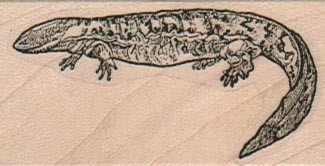 Lizard vlvs16645