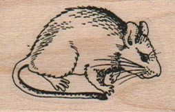 Wood Rat vlvs17027 