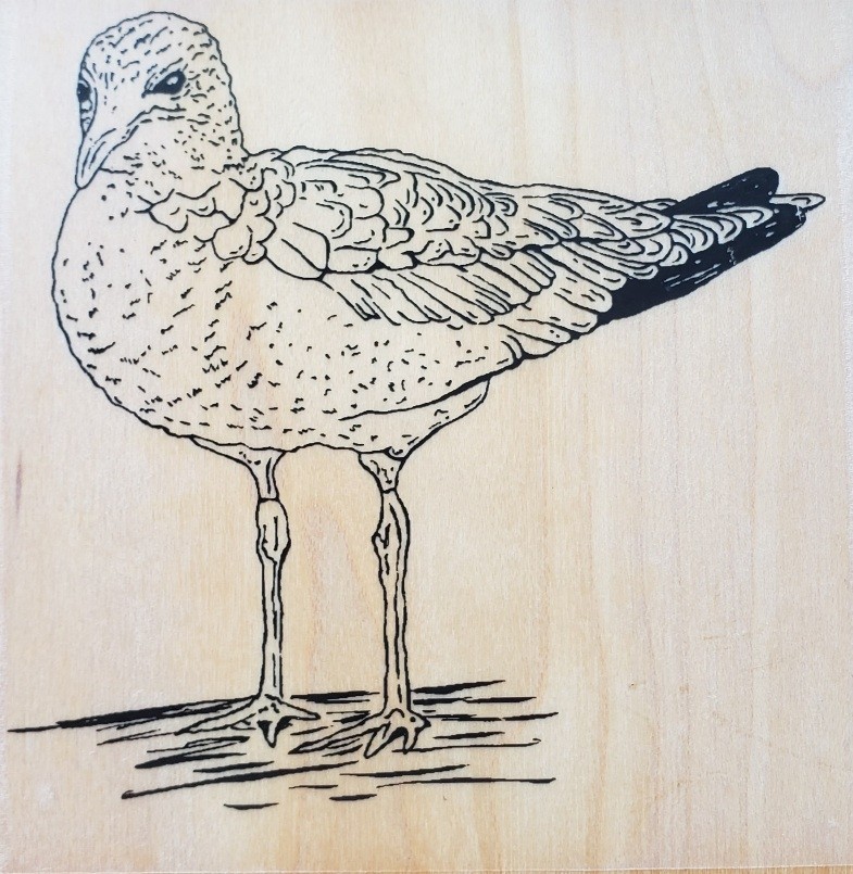 Sketched Seagull ioF16405