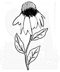 Single Coneflower M1-2513