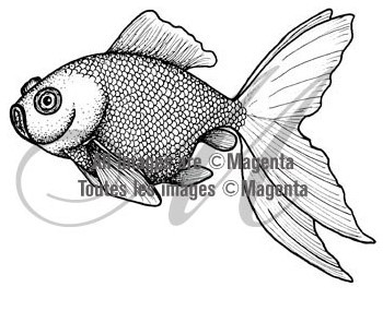 Magenta Fish 38.011.I