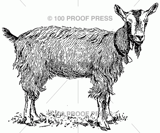 100 Proof Press 4244 Goat Sporting a Bell