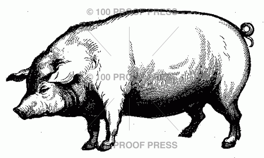 100 Proof Press 4615 Handsome Pig
