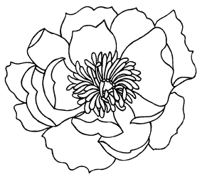 5125G - outline poppy