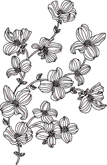 5136G - dogwood blossoms