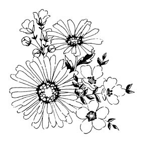 5511i - sketched blooms 
