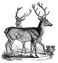 5402E - vintage deer