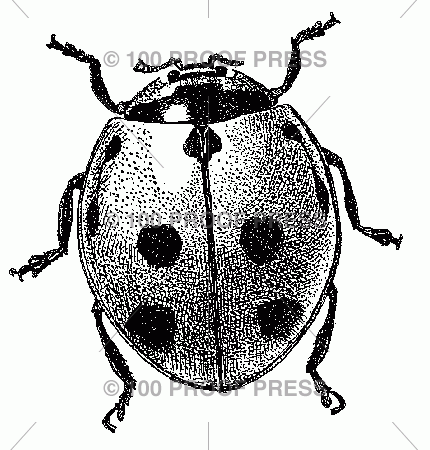 100 Proof Press 5403 Ladybug