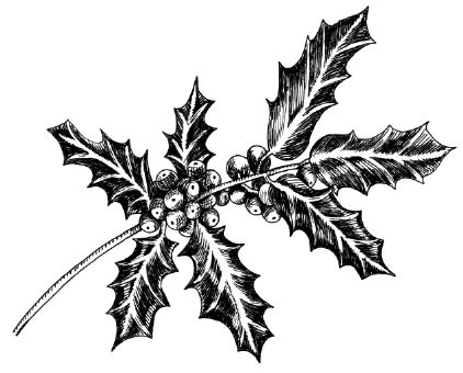 5527j - hand drawn holly