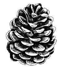 5532d - handrawn pinecone