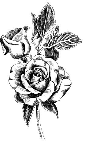 5555i - pen and ink rose