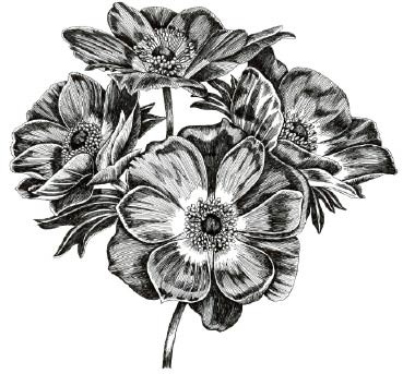 5580k - pen and ink poppies rubber stamp 