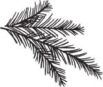 5419D - small pine branch