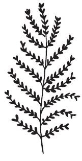 Savvy Stamps Large Fern Branch 1639g